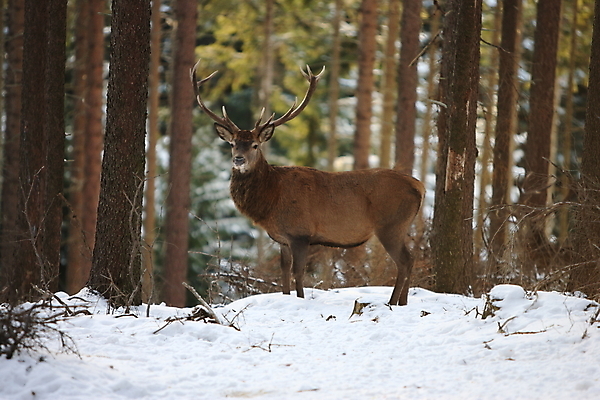 포토 JPG 해외이미지 나무 동물 척추동물 한마리 남자 야생동물 겨울 포유류 자연 사슴 생물 뿔 사람없음 야외 빨간색 세로 컬러풀 갈색 달러 추위 가을 흰색 숲 큼 바퀴자국 흰배경 내추럴 엘크 웅장함 초식 눈내림 반추동물 해외202105 해외포토 식물 1 계절 컬러 백그라운드 돈 자국 눈_날씨 사람 크기 생태계 파일형식