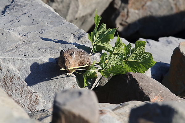 포토 JPG 해외이미지 동물 공원 야생동물 잎 포유류 자연 산 사람없음 야외 환경 미국 가을 나뭇가지 토끼 보호 작음 모피 빙하 캘리포니아 북쪽 지구온난화 서식지 서쪽 온실 전국 해외202105 해외포토 나무 식물 계절 공공시설 컨셉 북아메리카 반려동물 크기 방향 생태계 기후변화 파일형식