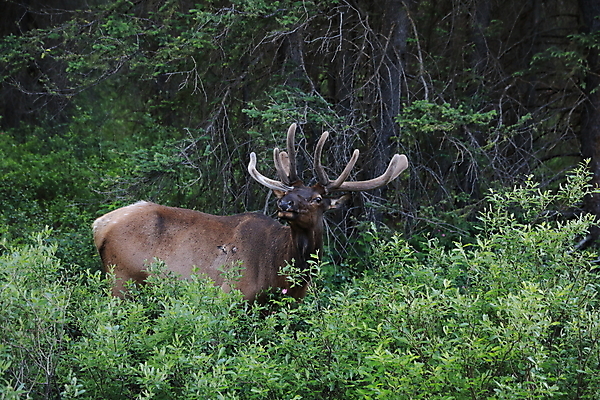 포토 JPG 해외이미지 동물 공원 남자 야생동물 캐나다 밭 포유류 자연 사슴 산 뿔 풍경 초원 사람없음 야외 초록색 갈색 숲 큼 먹이 먹기 바퀴자국 황소 사냥 내추럴 밴프 앨버타 엘크 웅장함 전국 로키산맥 그리너리 해외202105 해외포토 공공시설 컬러 북아메리카 농업 자국 모션 사람 소 크기 생태계 파일형식 트랜드컬러