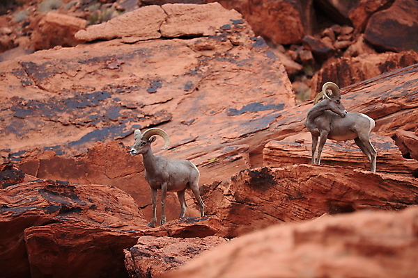 포토 JPG 해외이미지 동물 응시 공원 야생동물 백그라운드 곡선 포유류 자연 하늘 불 초식동물 산 뿔 풍경 사람없음 야외 여름 갈색 골짜기 미국 사막 양 정상 큼 코 북쪽 교외 램 웅장함 전국 총구 콜로라도 해외202105 해외포토 자연요소 시선 계절 공공시설 선 컬러 북아메리카 신체부위 크기 방향 생태계 파일형식
