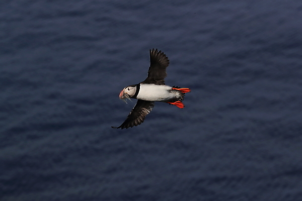포토 JPG 해외이미지 동물 야생동물 바다 섬 여행 백그라운드 자연 조류 휴가 노르웨이 아이슬란드 사람없음 여름 컬러풀 검은색 황무지 깃털 부리 앵무새 북쪽 대서양 계산서 스칸디나비아 해외202105 해외포토 계절 유럽 컬러 방향 생태계 파일형식