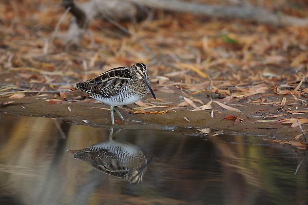 포토 JPG 해외이미지 동물 공원 호수 야생동물 자연 조류 영국 사람없음 빨간색 초록색 물 강 갈색 연못 습지 소프트포커스 깃털 묘사 부리 진흙 철새 전국 해외202105 해외포토 자연요소 공공시설 유럽 컬러 촬영기법 생태계 파일형식