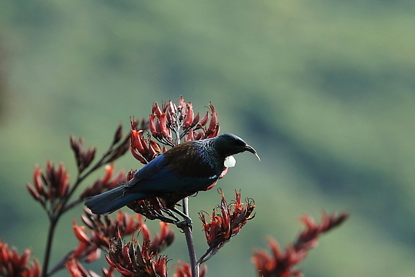 포토 JPG 해외이미지 나무 식물 동물 아이콘 꽃 야생동물 섬 백그라운드 날개 노래 자연 조류 앉기 사람없음 초록색 파란색 검은색 관찰 깃털 흰배경 부리 뉴질랜드 꿀 폴리네시아 녹색배경 수유 아마 해외202105 해외포토 음악 컬러 모션 흰색 오세아니아 생태계 파일형식