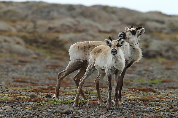 포토 JPG 해외이미지 동물 공원 남자 야생동물 포유류 사슴 산 털 뿔 북유럽 노르웨이 핀란드 아이슬란드 사람없음 야외 초록색 갈색 얼음 추위 안개 흰색 숲 남극 북극 만족 빙하 썰매 북쪽 내추럴 그린란드 순록 스칸디나비아 시베리아 해외202105 해외포토 자연요소 공공시설 감정 유럽 컬러 섬 날씨 덴마크 사람 극지방 방향 파일형식