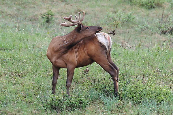 포토 JPG 해외이미지 동물 공원 여자 남자 야생동물 캐나다 날개 포유류 자연 조류 사슴 산 앉기 초원 사람없음 야외 환경 달러 가을 게임 황무지 군중 큼 바퀴자국 깃털 황소 사냥 서식지 동물상 밴프 분배 앨버타 엘크 전국 해외202105 해외포토 계절 공공시설 돈 북아메리카 자국 모션 놀이 사람 조형물 소 크기 생태계 파일형식