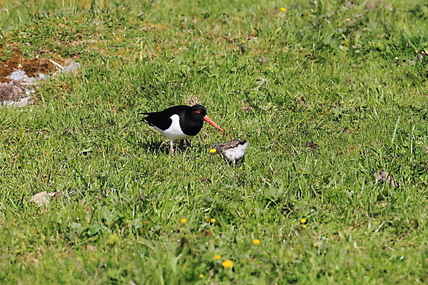 포토 JPG 해외이미지 조류 야외 물떼새 해외202105 검은머리물떼새 해외포토 동물 파일형식
