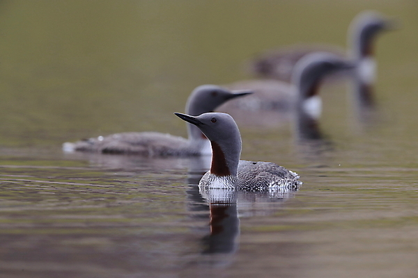 포토 JPG 해외이미지 동물 호수 야생동물 바다 날개 자연 조류 표면 영국 아이슬란드 사람없음 야외 가로 빨간색 물 여름 반사 수영 펼침 연못 서핑 잠수부 습지 몸단장 민물 변소 스칸디나비아 해외202105 해외포토 자연요소 계절 유럽 컬러 모션 수상스포츠 전문직 생태계 파일형식