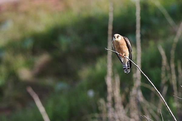포토 JPG 해외이미지 동물 구름 1 야생동물 바다 섬 백그라운드 자연 조류 하늘 풍경 사람없음 초록색 물 파란색 갈색 머리 힘 자유 바위 우아함 먹이 깃털 속도 사냥 사암 천국 발견 사방 해외202105 해외포토 자연요소 컬러 컨셉 신체부위 돌_바위 생태계 파일형식