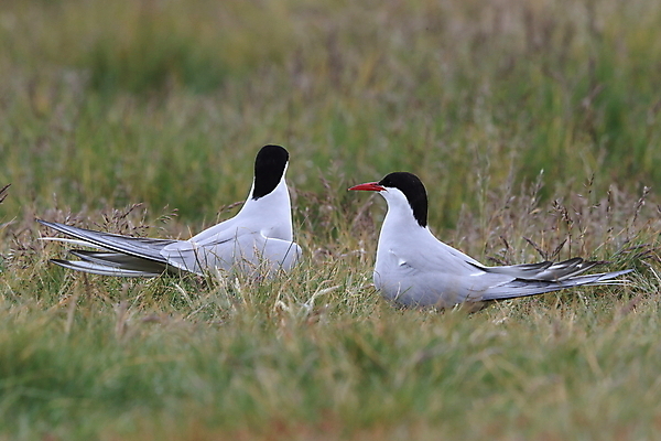 포토 JPG 해외이미지 동물 응시 야생동물 바다 섬 청소년 갈매기 조류 잉글랜드 병아리 아이슬란드 어업 사람없음 빨간색 흰색 아기 관찰 황무지 둥지 공격 북극 깃털 북쪽 철새 대서양 공격적 동물상 스칸디나비아 해외202105 해외포토 시선 유럽 산업 컬러 컨셉 모션 영국 사람 조형물 극지방 방향 파일형식