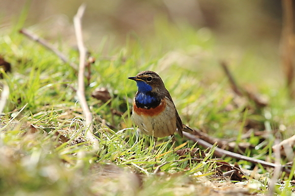 포토 JPG 해외이미지 나무 동물 응시 남자 야생동물 날개 오렌지 노래 자연 조류 독일 서기 앉기 사람없음 초록색 파란색 컬러풀 태양 노란색 봄 가수 보호 작음 5월 깃털 꼬리 철새 내추럴 바레인 해외202105 해외포토 자연요소 식물 시선 계절 유럽 음악 컬러 컨셉 과일 중동 모션 사람 음악가 날짜 크기 생태계 파일형식