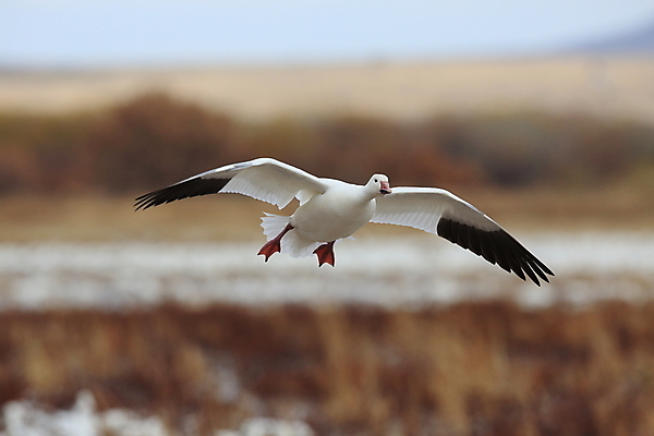포토 JPG 해외이미지 동물 호수 야생동물 이동 겨울 날개 자연 조류 하늘 사람없음 야외 빨간색 물 파란색 검은색 봄 흰색 시골 그룹 우아함 군중 깃털 사냥 거위 물새 철새 뉴멕시코 해외202105 해외포토 자연요소 계절 컬러 컨셉 사람 생태계 파일형식