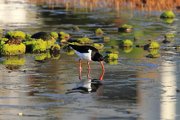 포토 JPG 해외이미지 조류 야외 물떼새 해외202105 검은머리물떼새 해외포토 동물 파일형식