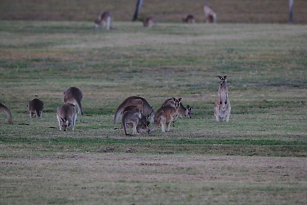 포토 JPG 해외이미지 동물 응시 공원 야생동물 포유류 자연 엄마 털 서기 풍경 사람없음 야외 초록색 여름 갈색 점프 권투 회색 아기 관찰 황무지 달콤 호주 숲 귀 캥거루 동쪽 내추럴 경보 동물상 오지 파우치 해외202105 해외포토 시선 계절 공공시설 컬러 가방 가족 모션 사람 신체부위 조형물 격투기 오세아니아 맛 방향 생태계 파일형식