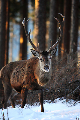 포토 JPG 해외이미지 나무 동물 척추동물 한마리 남자 야생동물 겨울 포유류 자연 사슴 생물 뿔 사람없음 야외 빨간색 세로 컬러풀 갈색 달러 추위 가을 흰색 숲 큼 바퀴자국 흰배경 내추럴 엘크 웅장함 초식 눈내림 반추동물 해외202105 해외포토 식물 1 계절 컬러 백그라운드 돈 자국 눈_날씨 사람 크기 생태계 파일형식
