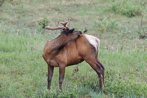 포토 JPG 해외이미지 동물 공원 여자 남자 야생동물 캐나다 날개 포유류 자연 조류 사슴 산 앉기 초원 사람없음 야외 환경 달러 가을 게임 황무지 군중 큼 바퀴자국 깃털 황소 사냥 서식지 동물상 밴프 분배 앨버타 엘크 전국 해외202105 해외포토 계절 공공시설 돈 북아메리카 자국 모션 놀이 사람 조형물 소 크기 생태계 파일형식