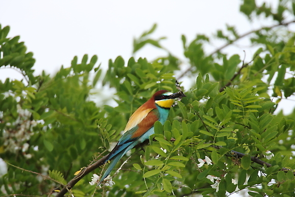 포토 JPG 해외이미지 나무 동물 커플 유럽 야생동물 곤충 자연 조류 독일 선물 앉기 사람없음 초록색 컬러풀 노란색 자녀 나뭇가지 독약 쌍 황무지 깃털 부리 수유 해외202105 해외포토 식물 나라 컬러 관계 모션 생태계 파일형식