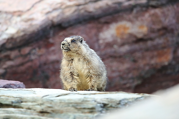 포토 JPG 해외이미지 꽃 야생동물 포유류 자국 산 털 사람없음 야외 옆모습 가로 빨간색 초록색 햇빛 갈색 봄 하이킹 회색 개화 황무지 재산 호루라기 가득함 빙하 북쪽 휘파람 해외202105 해외포토 식물 동물 계절 뷰포인트 컬러 레저 금융 태양 방향 파일형식