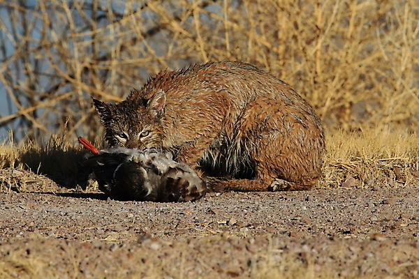 포토 JPG 해외이미지 나무 동물 야생동물 캐나다 겨울 포유류 자연 앉기 풍경 사람없음 야외 갈색 고양이 봄 숲 작음 먹이 육식동물 북쪽 뉴멕시코 스라소니 해외202105 해외포토 식물 계절 컬러 북아메리카 모션 반려동물 크기 방향 생태계 파일형식