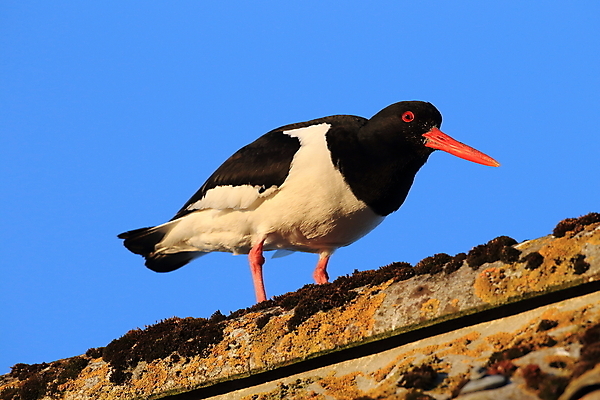포토 JPG 해외이미지 조류 야외 물떼새 해외202105 검은머리물떼새 해외포토 동물 파일형식