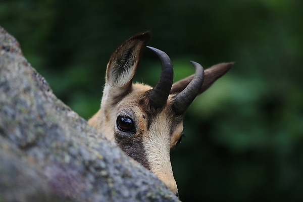 포토 JPG 해외이미지 동물 응시 유럽 야생동물 신체 포유류 휴가 산 뿔 종류 초원 성인 사람없음 빛 컬러풀 프랑스 벚꽃 방목 보석 가득함 손목시계 즐거움 싱글 알프스 서식지 길이 내추럴 찰과상 해외202105 해외포토 시선 꽃 감정 나라 시계 컬러 장신구 사람 축산업 상처 광석 파일형식