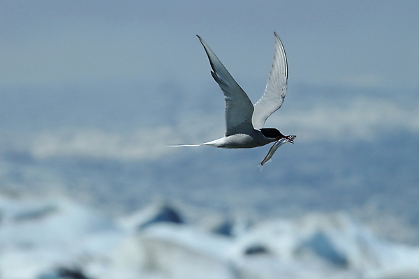포토 JPG 해외이미지 응시 야생동물 바다 섬 날개 청소년 조류 낚시 아이슬란드 어업 사람없음 빨간색 파란색 검은색 회색 흰색 기도 자신감 우아함 북극 깃털 꼬리 부리 사냥꾼 북쪽 철새 계산서 수유 스칸디나비아 해외202105 해외포토 동물 직업 시선 감정 유럽 산업 컬러 컨셉 레저 사람 극지방 방향 파일형식