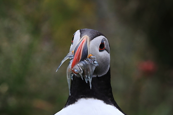 포토 JPG 해외이미지 유럽 2 자연 조류 아이슬란드 어류 서기 앉기 사람없음 가로 컬러풀 깃털 언덕 부리 대서양 남쪽 계산서 식민지 헤드랜드 해외202105 해외포토 동물 나라 바다 컬러 모션 수중동물 방향 생태계 파일형식