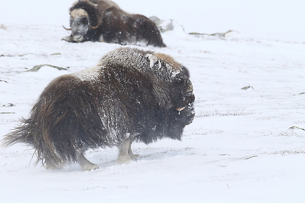 포토 JPG 해외이미지 동물 공원 얼굴 야생동물 산 뿔 노르웨이 사람없음 얼음 힘 추위 분노 소 방어 보호 큼 북극 황소 싸움 서리 폭풍 북쪽 거인 알래스카 양모 고립 동물상 스칸디나비아 혼자 힘찬 해외202105 해외포토 자연요소 공공시설 감정 유럽 컨셉 포유류 모션 날씨 어류 신체부위 조형물 미국 직물 크기 극지방 방향 파일형식