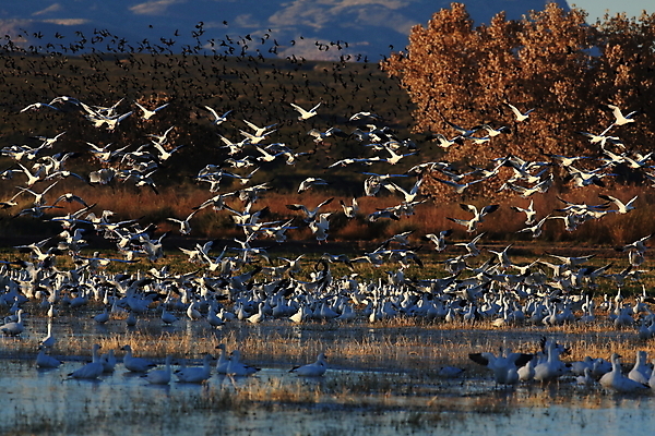 포토 JPG 해외이미지 동물 호수 야생동물 이동 겨울 날개 자연 조류 하늘 사람없음 야외 빨간색 물 파란색 검은색 봄 흰색 시골 그룹 우아함 군중 깃털 사냥 거위 물새 철새 뉴멕시코 해외202105 해외포토 자연요소 계절 컬러 컨셉 사람 생태계 파일형식
