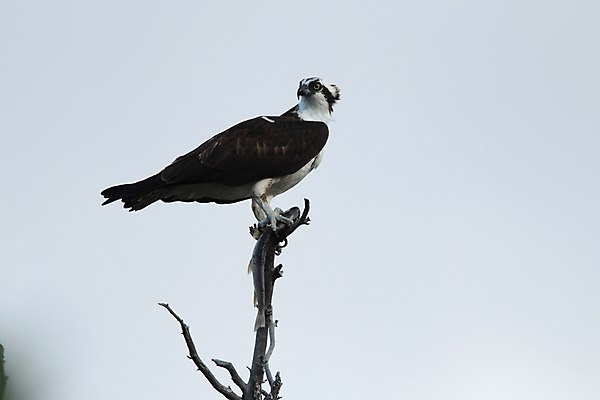 포토 JPG 해외이미지 날개 자연 조류 하늘 산 어업 사람없음 파란색 펼침 연못 행운 둥지 보호 먹이 낟알 깃털 꼬리 사냥 부리 육식동물 사냥꾼 서식지 무료 발톱 생태학 서쪽 웅장함 해외202105 해외포토 동물 직업 교육 산업 컬러 컨셉 모션 발 방향 생태계 파일형식