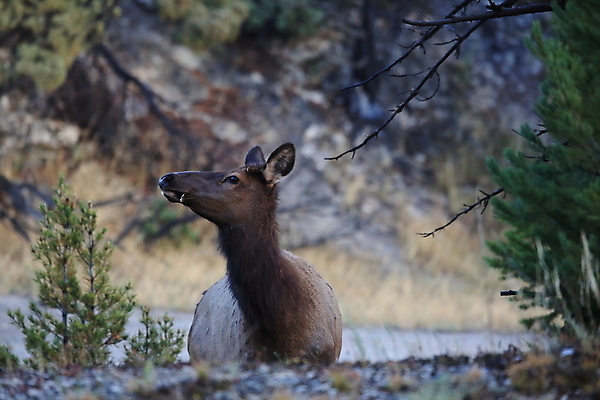 포토 JPG 해외이미지 응시 공원 여자 야생동물 여행 2 엄마 사슴 뿔 앉기 사람없음 강 쌓기 달러 미국 아기 관찰 양 뜨거움 소 닫기 쌍둥이 황소 영양 북쪽 타운 멸종위기동물 제비 노려봄 매머드 암사슴 엘크 와이오밍 전국 해외202105 해외포토 동물 시선 공공시설 돈 북아메리카 포유류 가족 모션 조류 표정 사람 도시 암컷 방향 파일형식 멸종위기종