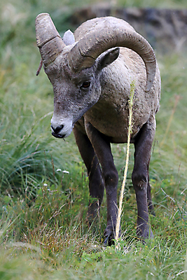 포토 JPG 해외이미지 동물 공원 남자 야생동물 여행 캐나다 곡선 포유류 자연 산 털 뿔 사람없음 옆모습 책 미국 시골 양 큼 트로피 활 사냥 오르기 양궁 북쪽 서식지 램 신발장 전국 로키산맥 해외202105 해외포토 공공시설 선 스포츠 뷰포인트 북아메리카 모션 사람 크기 방향 상_우승 생태계 파일형식