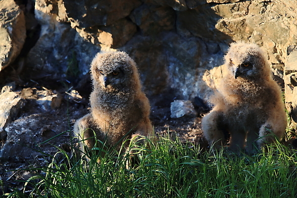 포토 JPG 해외이미지 동물 유럽 야생동물 새끼 2 청소년 자연 조류 독일 사람없음 야외 컬러풀 아기 닫기 작음 부리 육식동물 부엉이 사냥꾼 해외202105 해외포토 직업 나라 컬러 모션 사람 크기 생태계 파일형식