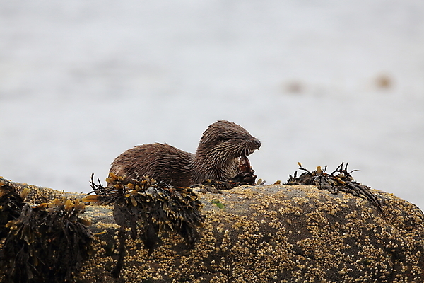 포토 JPG 해외이미지 나무 동물 유럽 얼굴 야생동물 겨울 포유류 자연 털 노르웨이 어업 사람없음 야외 물 강 갈색 머리 수영 젖음 게 관찰 닫기 묘사 코 귀 육식동물 북쪽 멸종 내추럴 동물상 해외202105 해외포토 자연요소 식물 계절 나라 산업 컬러 모션 갑각류 신체부위 조형물 수상스포츠 방향 생태계 파일형식