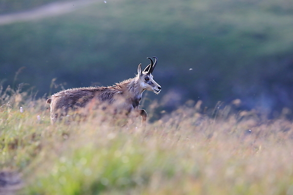 포토 JPG 해외이미지 동물 응시 유럽 야생동물 신체 포유류 휴가 산 뿔 종류 성인 사람없음 빛 컬러풀 프랑스 벚꽃 방목 보석 가득함 손목시계 즐거움 싱글 알프스 서식지 길이 내추럴 찰과상 해외202105 해외포토 시선 꽃 감정 나라 시계 컬러 장신구 사람 축산업 상처 광석 파일형식