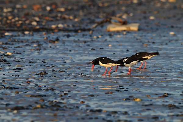 포토 JPG 해외이미지 조류 야외 물떼새 해외202105 검은머리물떼새 해외포토 동물 파일형식