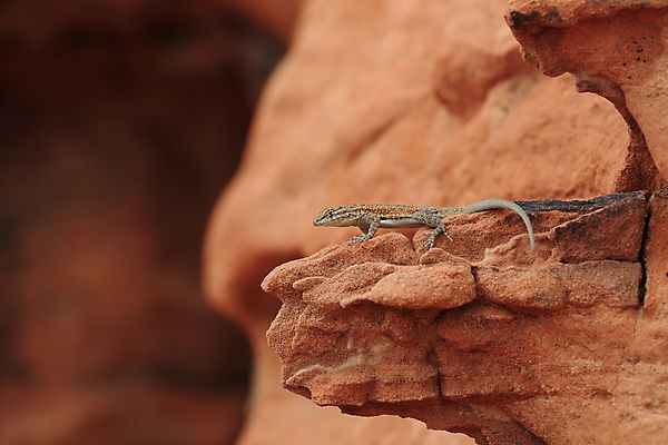 포토 JPG 해외이미지 모양 모래 파도 백그라운드 패턴 곡선 오렌지 자연 하늘 불 산 건조 풍경 사람없음 빨간색 컬러풀 골짜기 계곡 미국 줄무늬 활발 사막 바위 황무지 인도인 묘사 도마뱀 사암 층 정맥 강렬 서쪽 지질학 특별함 해외202105 해외포토 자연요소 외국인 교육 선 바다 컬러 컨셉 북아메리카 무늬 과일 파충류 동양인 돌_바위 방향 생태계 혈관 파일형식