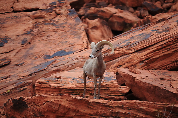 포토 JPG 해외이미지 동물 응시 공원 야생동물 백그라운드 곡선 포유류 자연 하늘 불 초식동물 산 뿔 풍경 사람없음 야외 여름 갈색 골짜기 미국 사막 양 정상 큼 코 북쪽 교외 램 웅장함 전국 총구 콜로라도 해외202105 해외포토 자연요소 시선 계절 공공시설 선 컬러 북아메리카 신체부위 크기 방향 생태계 파일형식