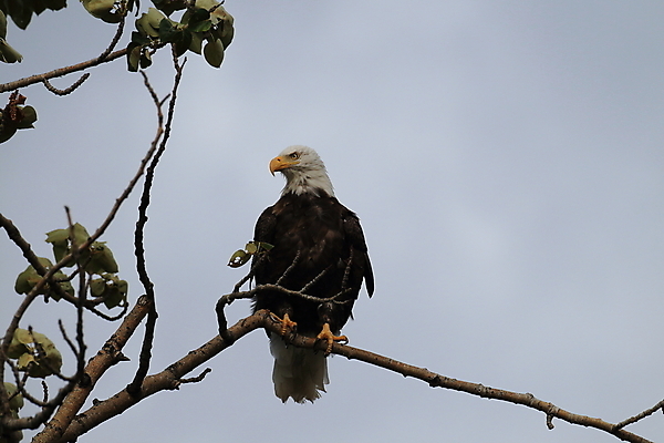 포토 JPG 해외이미지 주간 나무 야생동물 사람없음 야외 독수리 흰머리독수리 해외202105 해외포토 자연요소 식물 동물 조류 파일형식