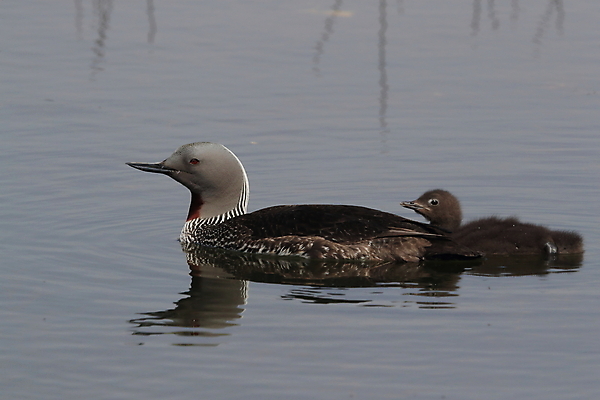포토 JPG 해외이미지 동물 호수 야생동물 바다 자연 조류 표면 영국 아이슬란드 사람없음 야외 가로 빨간색 물 반사 수영 펼침 연못 서핑 잠수부 습지 몸단장 민물 변소 스칸디나비아 해외202105 해외포토 자연요소 유럽 컬러 모션 수상스포츠 전문직 생태계 파일형식