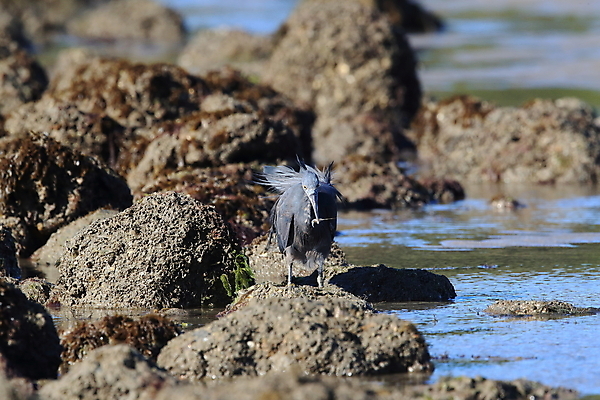 포토 JPG 해외이미지 동물 아시아 야생동물 바다 섬 여행 태국 자연 조류 어류 서기 사람없음 야외 물 검은색 흰색 기다림 호주 작음 대만 깃털 생물학 사냥 부리 날카로움 태평양 신성 암초 서식지 동쪽 내추럴 해외202105 해외포토 자연요소 교육 나라 컬러 모션 수중동물 오세아니아 크기 방향 생태계 파일형식