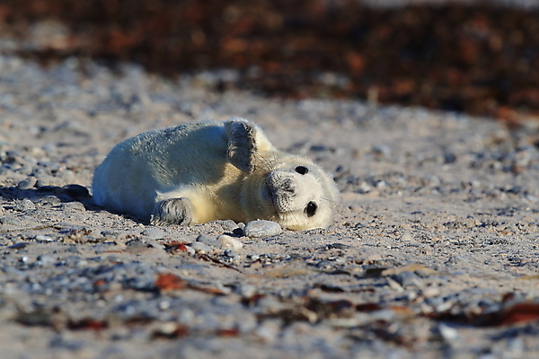 포토 JPG 해외이미지 동물 유럽 야생동물 새끼 모래 바다 섬 겨울 포유류 자연 놀이 털 독일 사랑 해변 사람없음 야외 귀여움 환경 금속 회색 코트 흰색 아기 신생아 보호 물개 모래언덕 폭풍 북쪽 멸종 대서양 생태학 해외202105 해외포토 계절 교육 감정 나라 컬러 컨셉 재질 날씨 사람 바다동물 외투 방향 언덕 생태계 파일형식