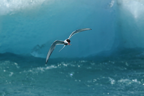 포토 JPG 해외이미지 응시 야생동물 바다 섬 날개 청소년 조류 낚시 아이슬란드 어업 사람없음 빨간색 파란색 검은색 회색 흰색 기도 자신감 우아함 북극 깃털 꼬리 부리 사냥꾼 북쪽 철새 계산서 수유 스칸디나비아 해외202105 해외포토 동물 직업 시선 감정 유럽 산업 컬러 컨셉 레저 사람 극지방 방향 파일형식