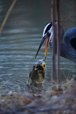 포토 JPG 해외이미지 동물 야생동물 자연 조류 낚시 어류 서기 앉기 사람없음 야외 물 파란색 컬러풀 노란색 환경 미국 연못 만 습지 큼 먹기 왜가리 생태계 서식지 오로라 내추럴 수유 인내 해외202105 해외포토 자연요소 컬러 북아메리카 모션 자연현상 레저 수중동물 크기 파일형식