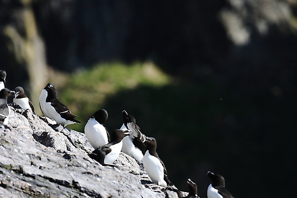 포토 JPG 해외이미지 동물 응시 유럽 야생동물 바다 섬 백그라운드 조류 노르웨이 아이슬란드 앉기 사람없음 물 컬러풀 검은색 흰색 그룹 가장자리 5월 북극 빙하 대서양 그린란드 스칸디나비아 식민지 해외202105 해외포토 자연요소 시선 나라 컬러 모션 덴마크 날짜 둘레 극지방 파일형식