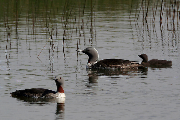 포토 JPG 해외이미지 동물 호수 야생동물 바다 자연 조류 표면 영국 아이슬란드 사람없음 야외 가로 빨간색 물 반사 수영 펼침 연못 서핑 잠수부 습지 몸단장 민물 변소 스칸디나비아 해외202105 해외포토 자연요소 유럽 컬러 모션 수상스포츠 전문직 생태계 파일형식