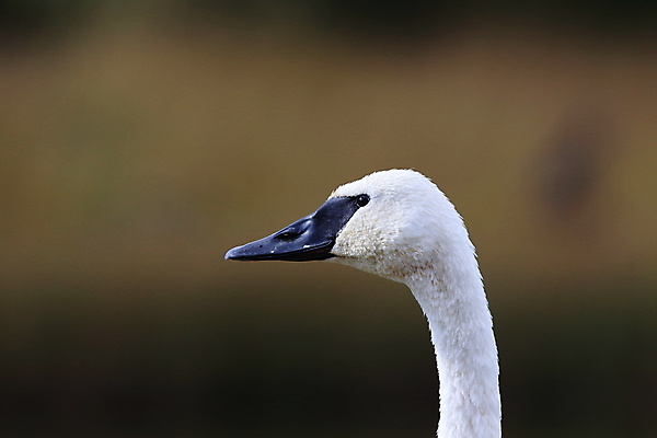 포토 JPG 해외이미지 공원 조류 산 국립공원 사람없음 물 계곡 흰색 연못 구멍 습지 큼 거위 멸종 물새 와이오밍 재활 착륙 해외202105 해외포토 자연요소 동물 공공시설 컬러 치료 크기 파일형식