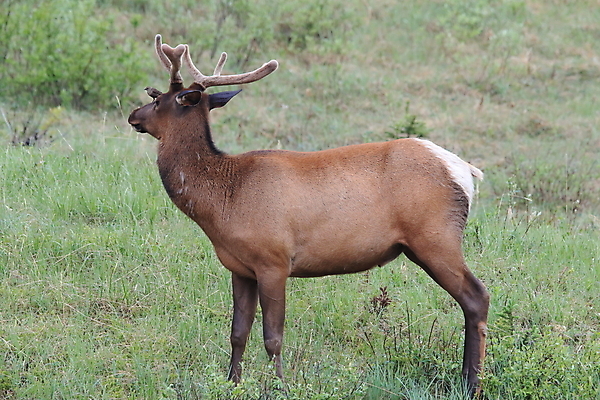 포토 JPG 해외이미지 동물 공원 여자 남자 야생동물 캐나다 날개 포유류 자연 조류 사슴 산 앉기 초원 사람없음 야외 환경 달러 가을 게임 황무지 군중 큼 바퀴자국 깃털 황소 사냥 서식지 동물상 밴프 분배 앨버타 엘크 전국 해외202105 해외포토 계절 공공시설 돈 북아메리카 자국 모션 놀이 사람 조형물 소 크기 생태계 파일형식