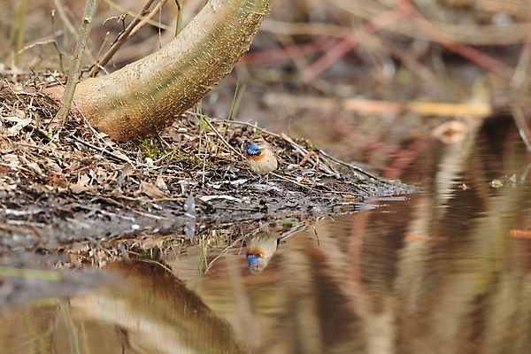 포토 JPG 해외이미지 나무 동물 응시 남자 야생동물 날개 오렌지 노래 자연 조류 독일 서기 앉기 사람없음 초록색 파란색 컬러풀 태양 노란색 봄 가수 보호 작음 5월 깃털 꼬리 철새 내추럴 바레인 해외202105 해외포토 자연요소 식물 시선 계절 유럽 음악 컬러 컨셉 과일 중동 모션 사람 음악가 날짜 크기 생태계 파일형식