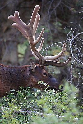 포토 JPG 해외이미지 동물 공원 남자 야생동물 캐나다 밭 포유류 자연 사슴 산 뿔 풍경 초원 사람없음 야외 초록색 갈색 숲 큼 먹이 먹기 바퀴자국 황소 사냥 내추럴 밴프 앨버타 엘크 웅장함 전국 로키산맥 그리너리 해외202105 해외포토 공공시설 컬러 북아메리카 농업 자국 모션 사람 소 크기 생태계 파일형식 트랜드컬러