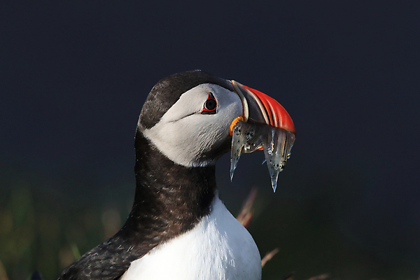 포토 JPG 해외이미지 유럽 2 자연 조류 아이슬란드 어류 서기 앉기 사람없음 가로 여름 컬러풀 깃털 언덕 부리 대서양 남쪽 계산서 식민지 헤드랜드 해외202105 해외포토 동물 계절 나라 바다 컬러 모션 수중동물 방향 생태계 파일형식